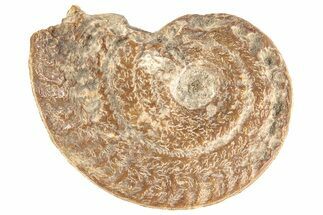 Fossil Ammonite (Ochetoceras) - France #190065