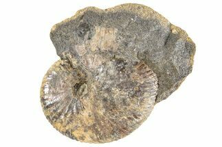 Fossil Ammonite (Hoploscaphites) - South Dakota #190066