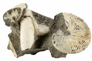 Fossil Ammonite And Cephalopod Association - South Dakota #190068