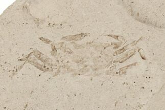 Fossil Pea Crab (Pinnixa) From California - Miocene #189421