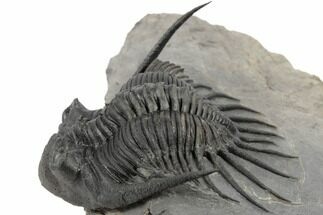 3" Kayserops megaspina Trilobite - Top Quality - Fossil #189968