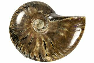 Red Flash Ammonite Fossil - Madagascar #187297