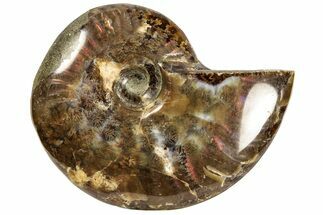 Polished Fossil Ammonite (Cleoniceras) - Madagascar #187304