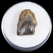 Quality Triceratops Shed Tooth - Montana #12023