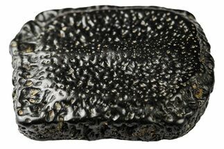 Fossil Bony Armor Scute (Glyptodon/Glyptotherium) - Florida #190921