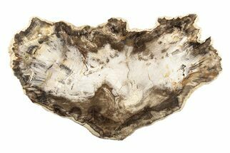 9.8" Petrified Wood (Hickory) Slab - Deschutes River, Oregon - Fossil #190851