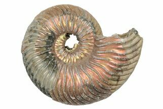 Iridescent, Pyritized Ammonite Fossils - 3/4" to 1" - Fossil #191353