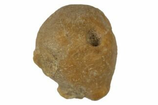 .25" Permian Crinoid Calyx (Embryocrinus) - Timor - Fossil #190086