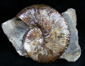 Stunning Hoploscaphities Comprimus - #12092