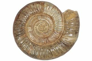 Giant, Jurassic Ammonite Fossil - Madagascar #191357