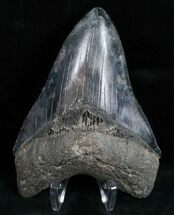 Serrated Megalodon Tooth - Nice Coloration #12011
