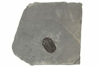 Ventral Triarthrus Trilobite Fossil - Ontario #191148