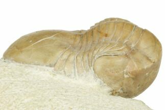 1.6" Illaenus Dalmani Trilobite Fossil - Russia - Fossil #191161