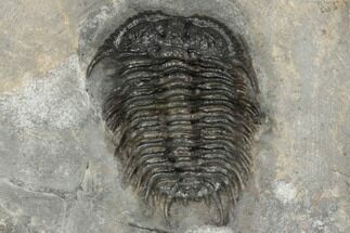 1.4" Rare, Gondwanaspis Trilobite - Issoumour, Morocco - Fossil #191734