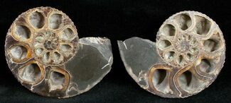 Sliced Hoploscaphites Brevis Ammonite - #12098