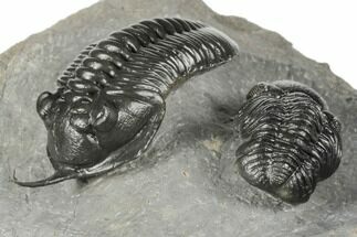 2.7" Morocconites Trilobite With Morocops - Excellent Preparation  - Fossil #191743