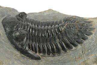 Detailed Hollardops Trilobite - Large Specimen #191857