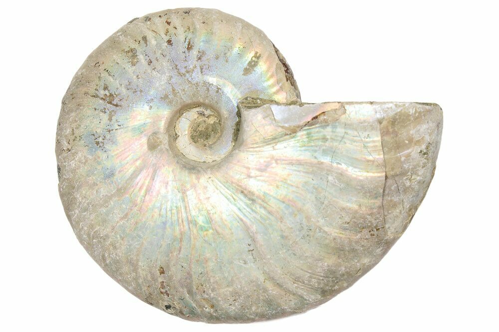 Ammonite Movie Watch Ammonite 2021 Iridescent Ammonite Buy