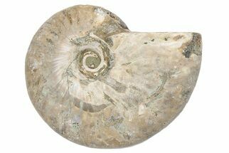 2.8" Silver, Iridescent Ammonite Fossil - Madagascar - Fossil #191910