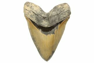 Sharply Serrated, Fossil Megalodon Tooth - North Carolina #192465