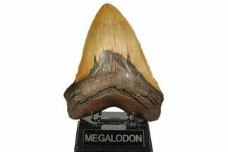 Massive, Fossil Megalodon Tooth - North Carolina #192466