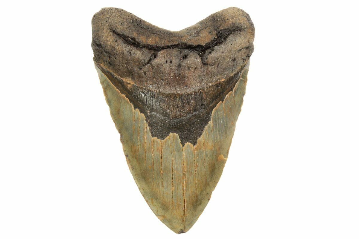 Giant 608 Fossil Megalodon Tooth 50 Foot Shark 192470 For Sale