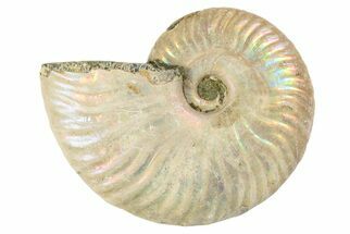 Silver, Iridescent Ammonite Fossil - Madagascar #191897
