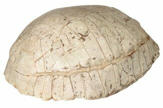 Fossil Tortoise (Stylemys) - South Dakota #192478