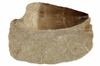 Huge, Mosasaur (Prognathodon) Tooth In Rock - Morocco #192500