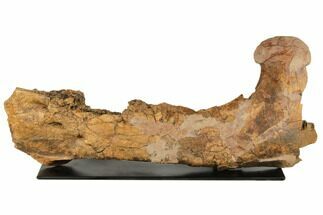 Triceratops Mandible (Lower Jaw) On Stand - Wyoming #192545