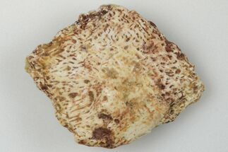 Fossil Phytosaur Scute - New Mexico #192707