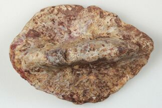 Fossil Phytosaur Scute - New Mexico #192686
