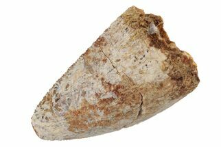 Serrated, Fossil Phytosaur (Redondasaurus) Tooth - New Mexico #192576