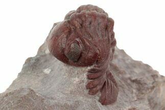Red Austerops Trilobite With Green Eyes - Hmar Laghdad, Morocco #192778