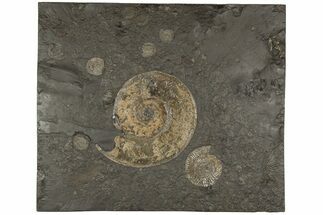 Plate Of Pyritized Ammonite Fossils - Posidonia Shale, Germany #192188