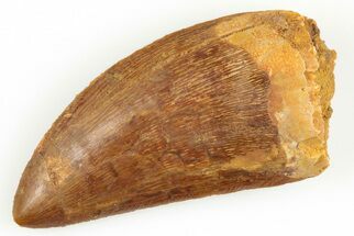 Serrated, 2.42" Carcharodontosaurus Tooth - Real Dinosaur Tooth - Fossil #192889