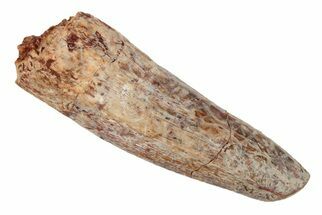 Fossil Phytosaur Tooth - New Mexico #192584