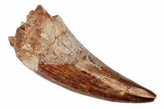 Fossil Phytosaur Tooth - New Mexico #192591