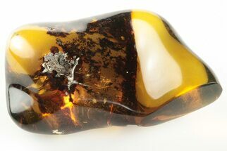 Polished Chiapas Amber ( grams) - Mexico #193281