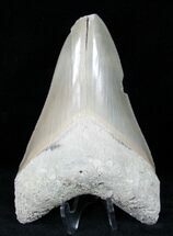 , Serrated Megalodon Tooth, Lee Creek #12189