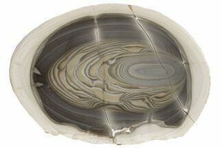 9.3" Polished, Striped Flint Section - Poland - Crystal #193519