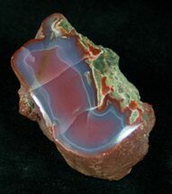 Vibrantly Colored Yellow Cat Petrified Wood - Wyoming #12198