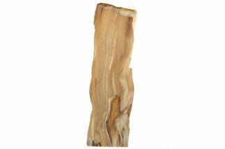 Tall, Polished Petrified Wood Stand Up (Rip-Cut) - Texas #193640