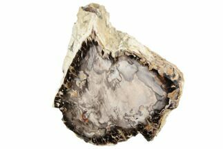 Polished Petrified Wood End-Cut - Texas #193643