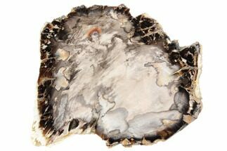 5.3" Polished Petrified Wood Section - Texas - Fossil #193644