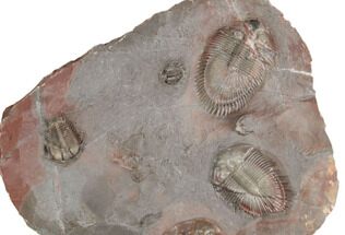 Two Thysanopeltella Trilobites With Cyphaspides & Basseiarges - Jorf #193667