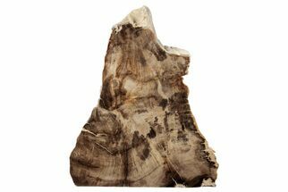 Polished, Petrified Wood (Metasequoia) Stand Up - Oregon #193614
