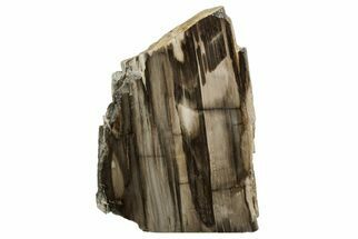 Polished, Petrified Wood (Metasequoia) Stand Up - Oregon #193753