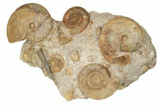 Jurassic Ammonite, Bivalve, Gastropod & Belemnite Association - France - Fossil #191729