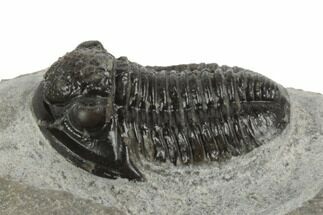 Bargain, .75" Gerastos Trilobite Fossil - Morocco - Fossil #193936
